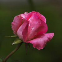 роза :: gribushko грибушко Николай