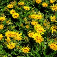 Гацания - солнечные цветы :: Нина Бутко