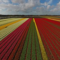 Keukenhof  !! :: egis kunigiskis