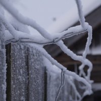 Забор в снегу :: Мария Емельянова