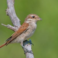 жулан самка :: Игорь Голубев