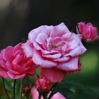 Розы "Розового павильона" :: Алексей Цветков