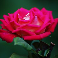 Вдыхая розы аромат... :: Александр Корчемный