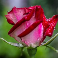 Капли дождя на розе :: Андрей Поляков
