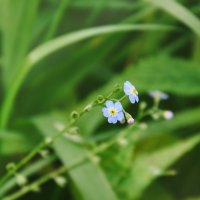 Незабудки :: Наталья Жукова