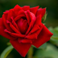 "Пойдемте в сад, я покажу Вас розам..." (c) :: Дмитрий Звонарев