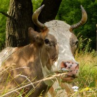 Портрет коровы :: Павел Савин