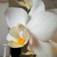 Орхидея :: Елена 