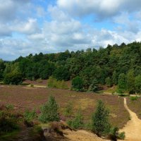 Fischbeker Heide :: Nina Yudicheva