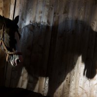Horse and her shadow :: Александр Громыко