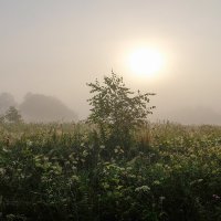 Утренний туман :: Виктор 