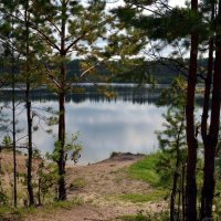 Озеро в лесу :: Вера Андреева