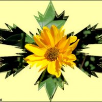 Солнечный цветок :: Нина Бутко