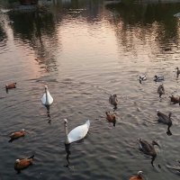 Лебеди в Московском зоопарке. :: Наталья Владимировна