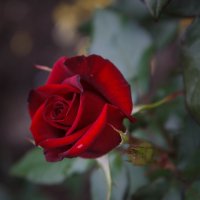 « Колючая и бархатная роза, Ты вещий знак несбывшейся мечты….» :: Андрей Нибылица