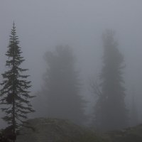 "Ежи" в тумане :: Александр Россихин