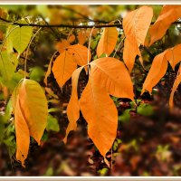 осенние листья :: георгий  петькун 