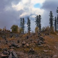 Кедры вонзаются в небо... :: Георгий 