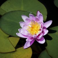 Water lily :: Milena WeirdDark