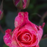 деревенская роза :: Ольга (Кошкотень) Медведева