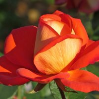 Красная роза — эмблема любви :: Татьяна Смоляниченко
