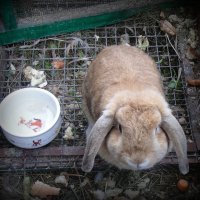 Кролик ушастый . :: Мила Бовкун