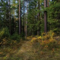 Сентябрьский лес :: vladimir Bormotov