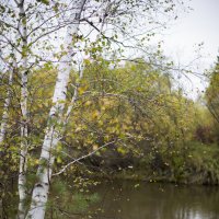 Береза :: Анатолий Корнейчук