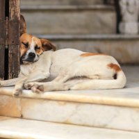 Гавана. Уснувшая собака. :: Ольга Петруша