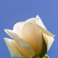 Белая роза на фоне неба :: Александр Синдерёв