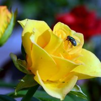 Fly on a yellow rose :: Олег Шендерюк