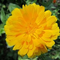Солнечный цветок :: Дмитрий Никитин