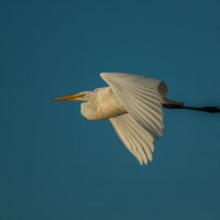 great egret :: Naum 