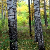 золотая осень :: Горкун Ольга Николаевна 