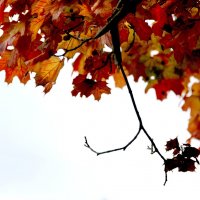 Осенние  листья. :: Валерия  Полещикова 