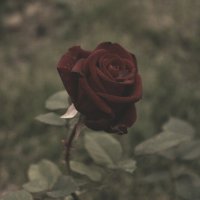 Люблю розы :: Алина Сержантова 