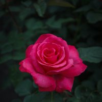 «…Красная роза в саду расцвела, Всех красотою затмила она.» :: Андрей Нибылица