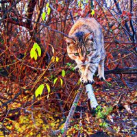 Осенняя фотосессия, кошка "Ефросинья" :: Татьяна Королёва