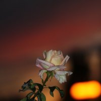 Роза на закате :: Владимир Марков