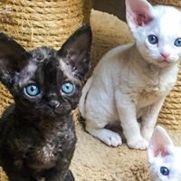 Черные и беленькие котята Девончики :: Valentina Ariel