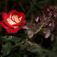 Роза в каплях дождя.. :: serg_ grit