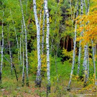 А берёза рада  жёлтому наряду... :: Валентина ツ ღ✿ღ