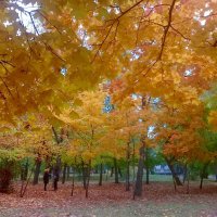 Осень в парке. :: Чария Зоя 