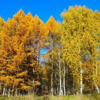 золотая осень :: Горкун Ольга Николаевна 