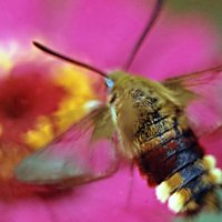 Бабочка Шмелевидка жимолостная :: Генрих Сидоренко