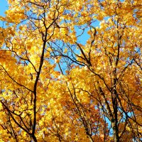 В хороводе желтых листьев... :: Андрей Головкин