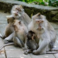 Monkey Forest. Bali :: Sanjar Agzamov