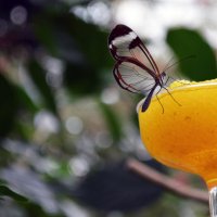 Бабочка :: Яков Геллер