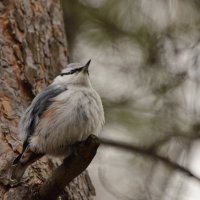 Поползень :: Светлана Винокурова