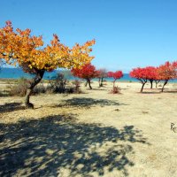 Осень на берегу Иссык-Куля :: Roman Arnold